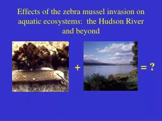 zebra mussel impacts on Hudson