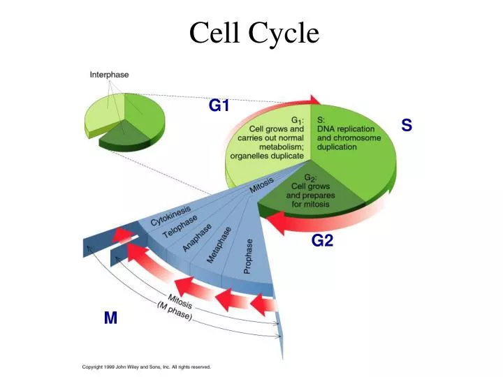 cell cycle