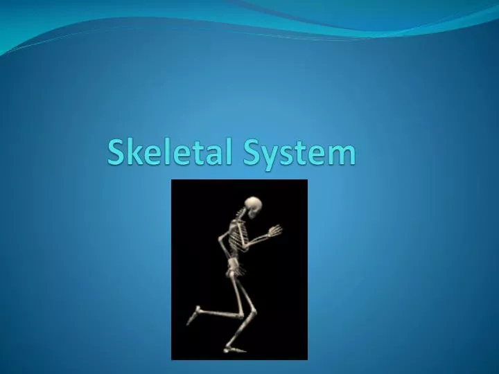 skeletal system