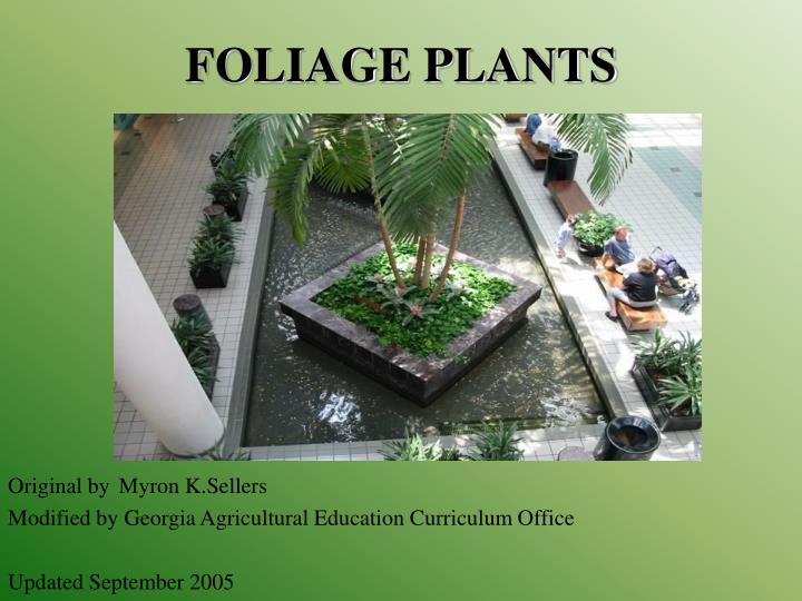 foliage plants