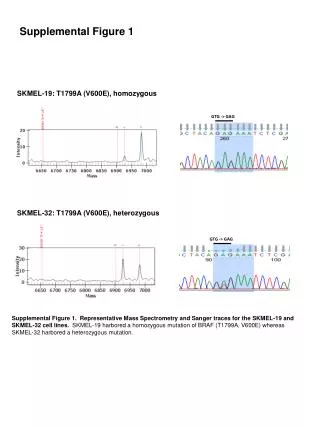 SKMEL-19: T1799A (V600E), homozygous