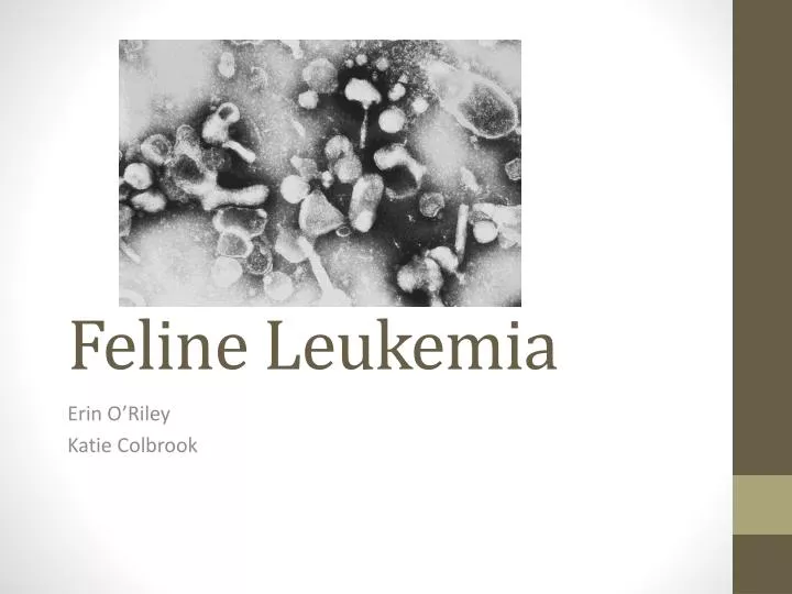 feline leukemia