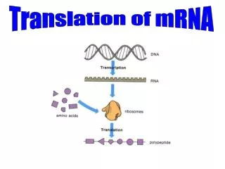 Translation of mRNA