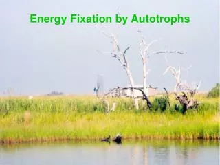 Energy Fixation by Autotrophs
