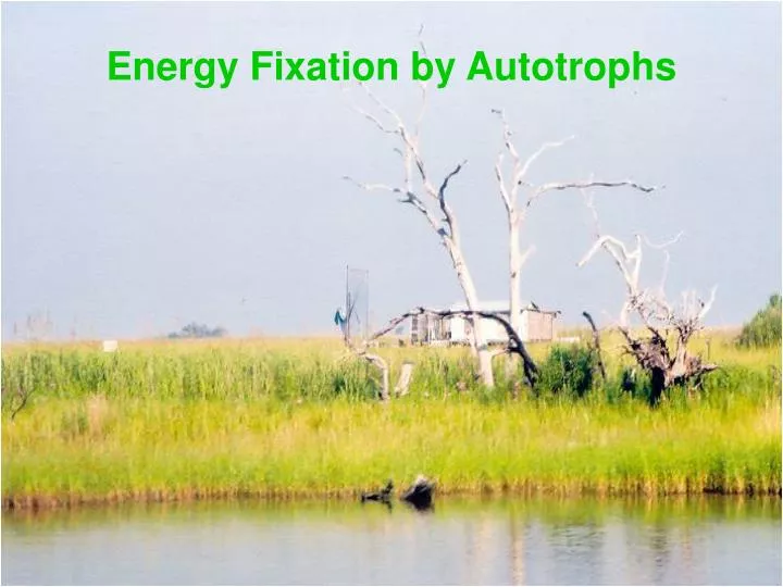 energy fixation by autotrophs