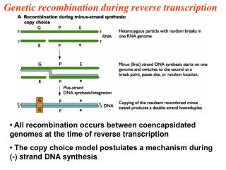 Genetic recombination during reverse transcription