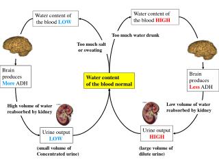 Water content of the blood normal