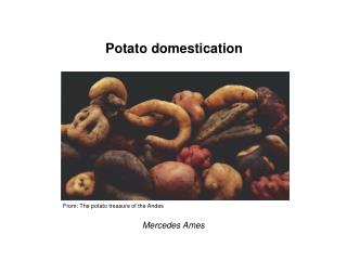 Potato domestication