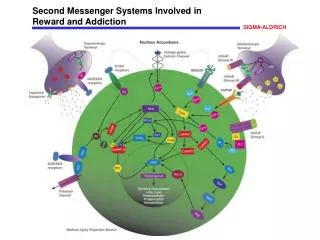 Second Messenger Systems Involved in Reward and Addiction