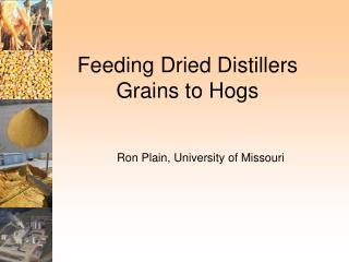 Feeding Dried Distillers Grains to Hogs
