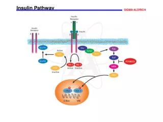 Insulin Pathway