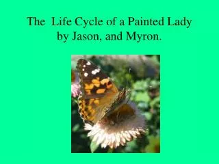 The Life Cycle of a Painted Lady by Jason, and Myron.