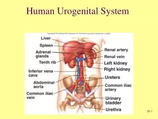 Human Urogenital System