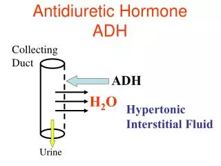 Antidiuretic Hormone ADH