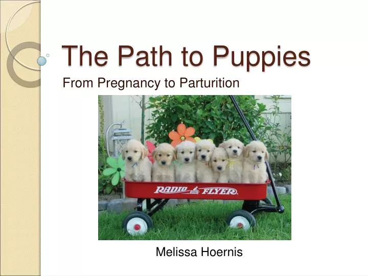 the path to puppies