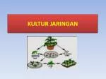 KULTUR JARINGAN - slide 1