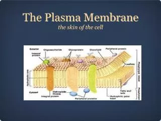 The Plasma Membrane