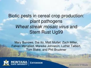 Biotic pests in cereal crop production: plant pathogens Wheat streak mosaic virus and Stem Rust Ug99