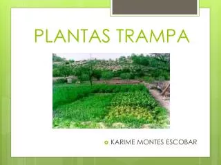 plantas trampa