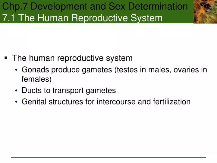 chp 7 development and sex determination 7 1 the human reproductive system