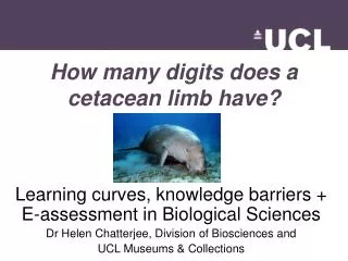 How many digits does a cetacean limb have?