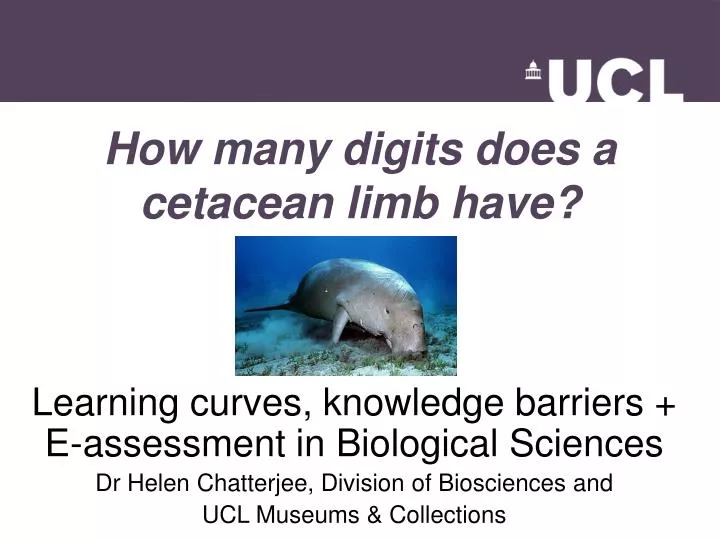how many digits does a cetacean limb have