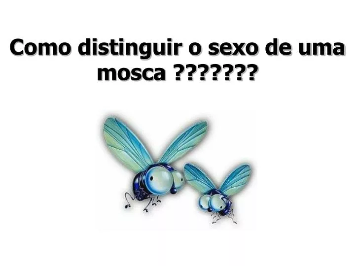 como distinguir o sexo de uma mosca