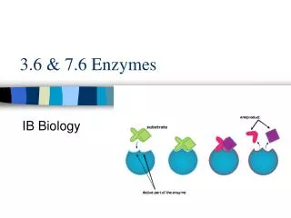 3.6 &amp; 7.6 Enzymes