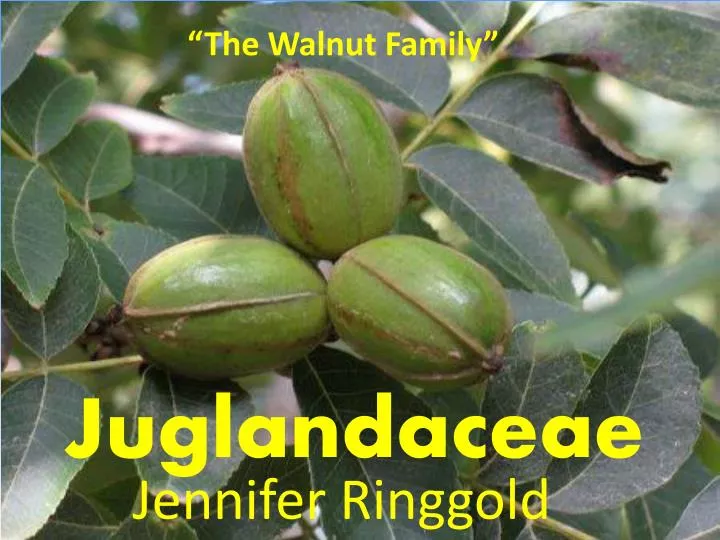 juglandaceae