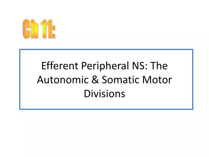 efferent peripheral ns the autonomic somatic motor divisions