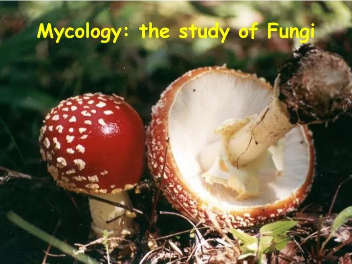 mycology the study of fungi