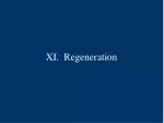 XI. Regeneration - slide 1