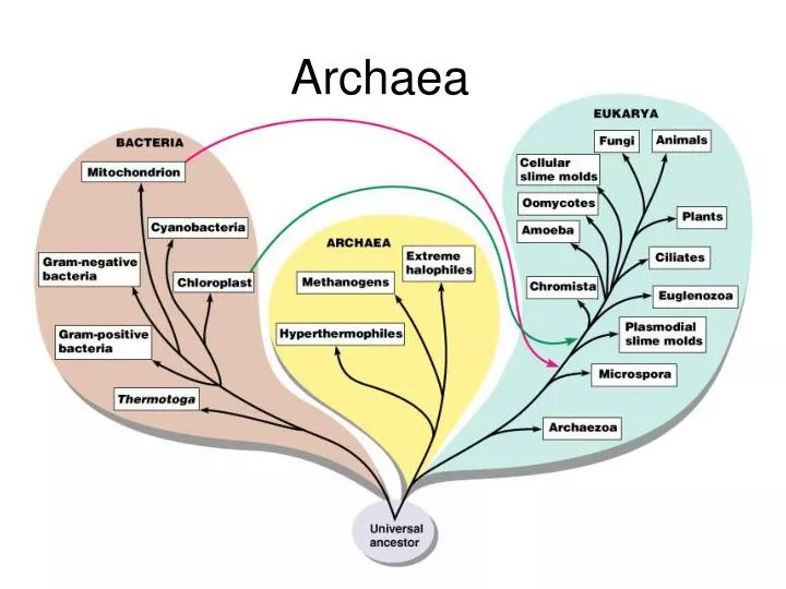 archaea