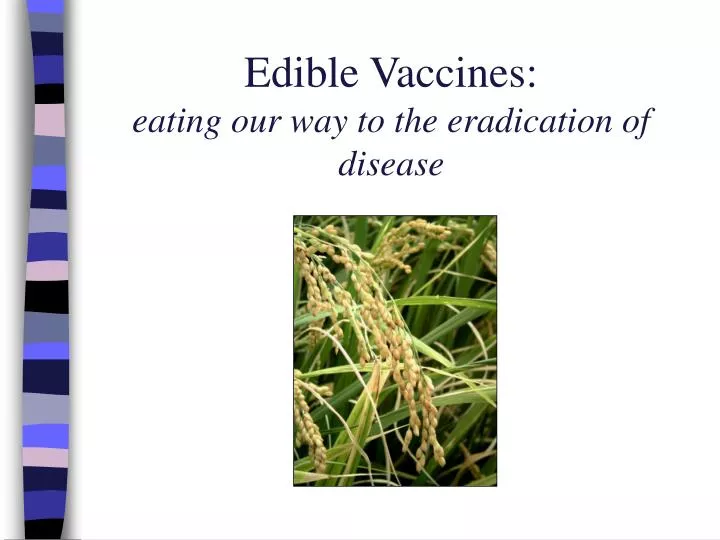 edible vaccines eating our way to the eradication of disease