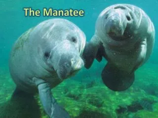The Manatee
