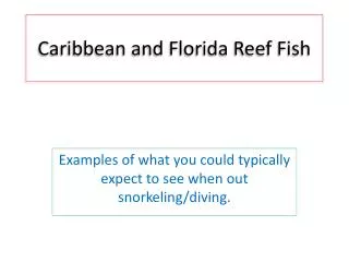 Caribbean and Florida Reef Fish