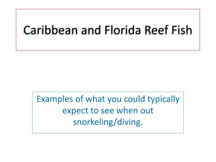 caribbean and florida reef fish