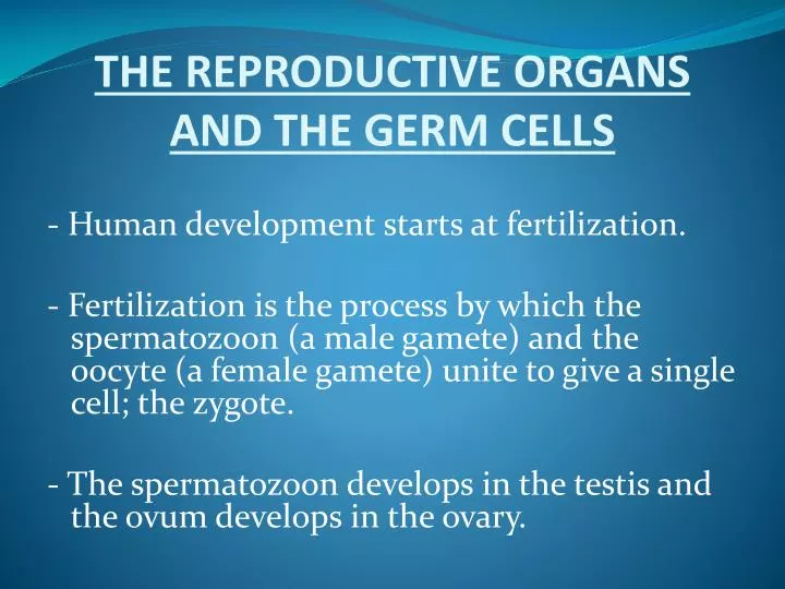 the reproductive organs and the germ cells