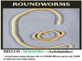 PHYLUM : NEMATODA – (Aschelminthes) - Second largest animal phylum with over 500,000 different species only 20,000 of
