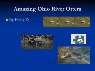 Amazing Ohio River Otters