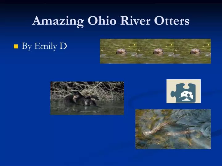 amazing ohio river otters