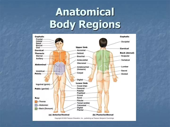 anatomical body regions