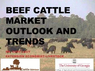 Beef Cattle Market Outlook and Trends