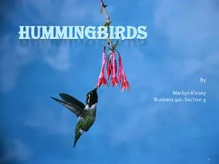 HUMMINGBIRDS