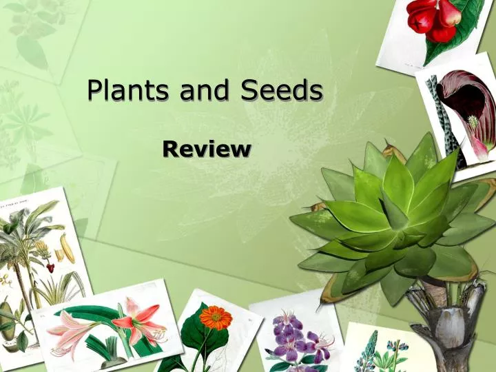 plants and seeds