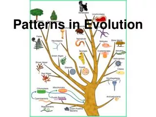 Patterns in Evolution