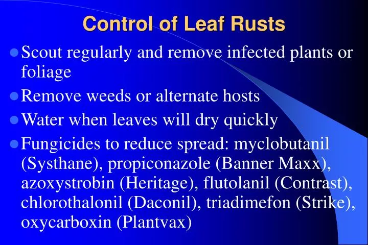 control of leaf rusts