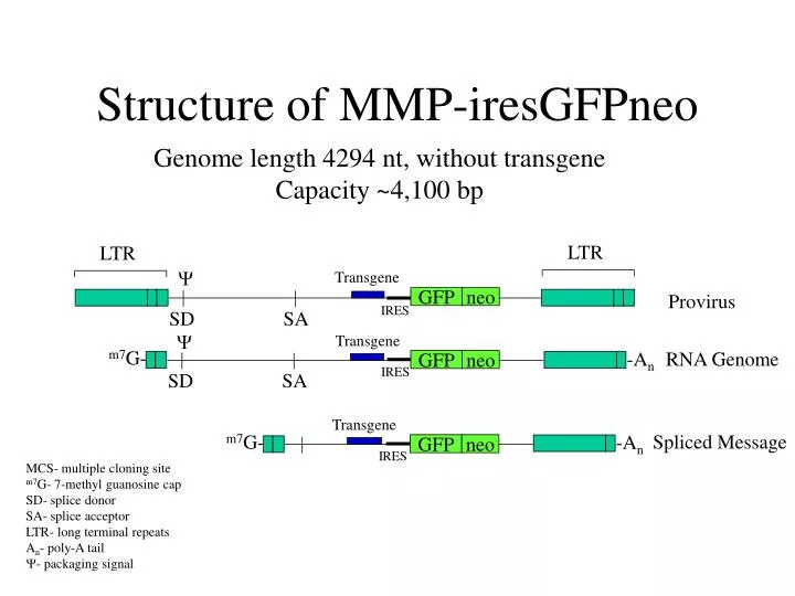 structure of mmp iresgfpneo
