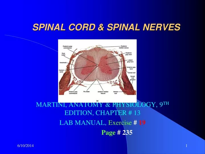 spinal cord spinal nerves