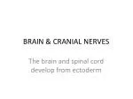 BRAIN &amp; CRANIAL NERVES - slide 1